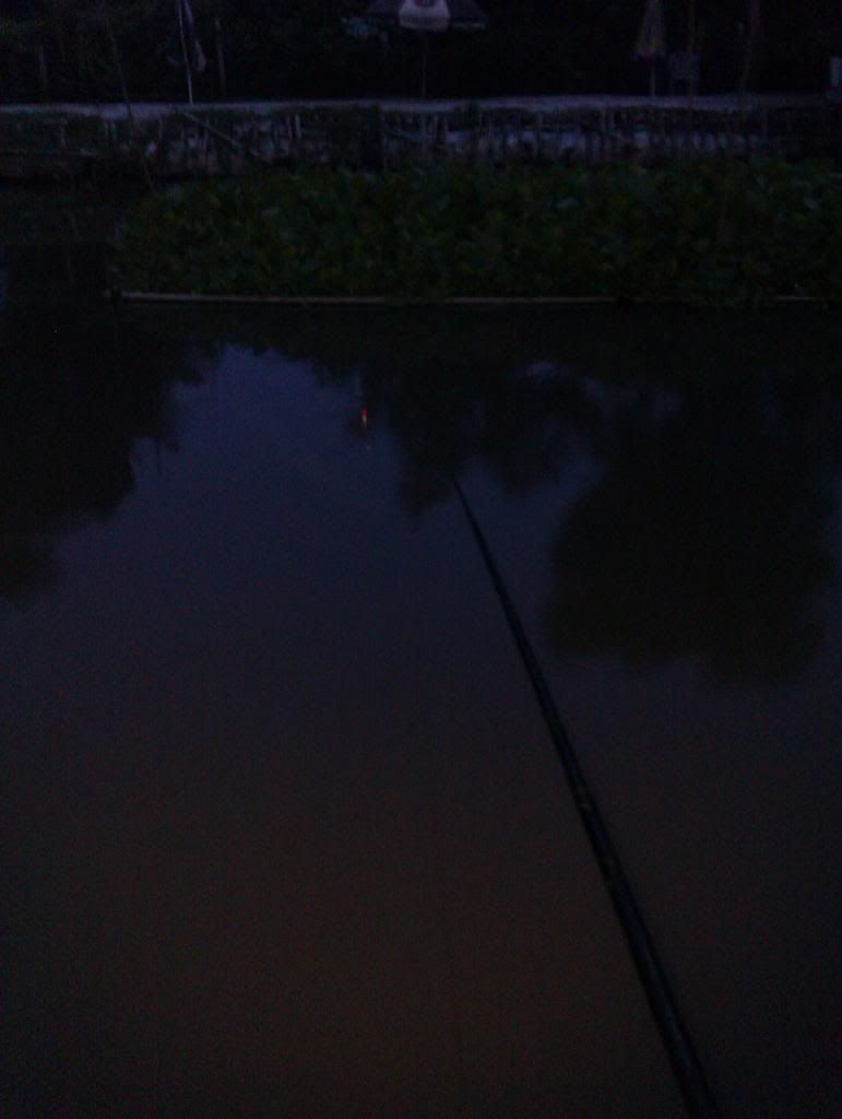 Chuyên về các loài cá nước ngọt ( Cá sống ngoài môi trường tự nhiên ) - 1