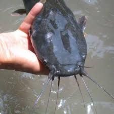 Có ai muốn đi tìm cái CHẾT với em ko ? - 1