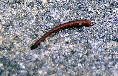 Có ai muốn đi tìm cái CHẾT với em ko ? - 10