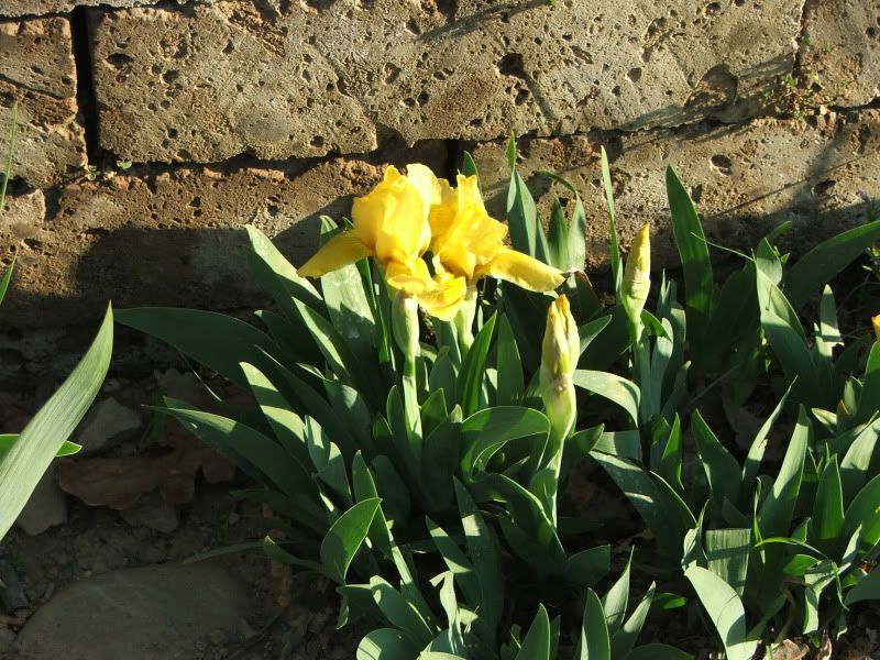 iris2012001.jpg