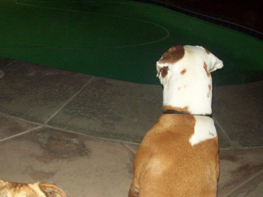 Rocco photo 100_3473.jpg