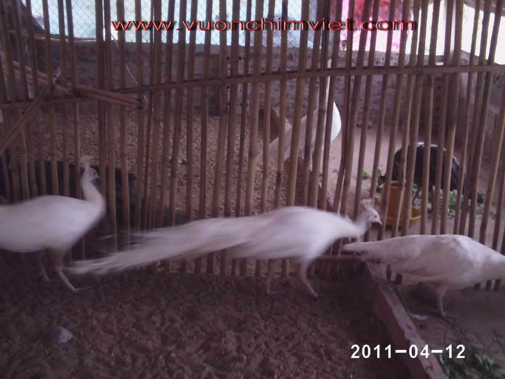Nông trang Vườn chim Việt đang có bán con giống 1 số loại như : Chim Công , Chim Trĩ , Gà Lôi , Vit 