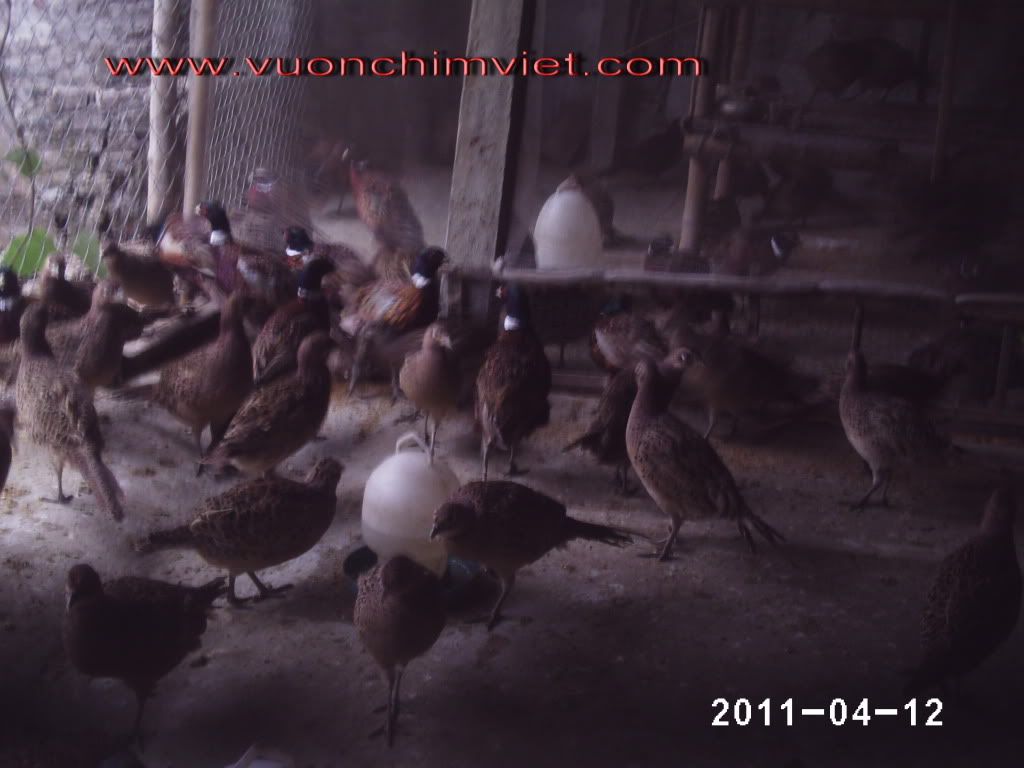 Nông trang Vườn chim Việt đang có bán con giống 1 số loại như : Chim Công , Chim Trĩ , Gà Lôi , Vit 