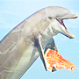 Dolphin_zpsd29dc03c.png