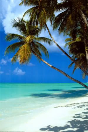 tropical beach Pictures, Images and Photos
