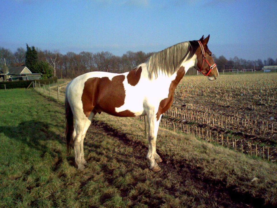 Afbeelding