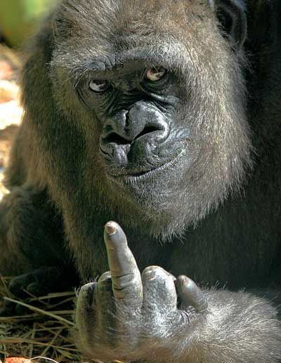 GorillaFinger Pictures, Images and Photos