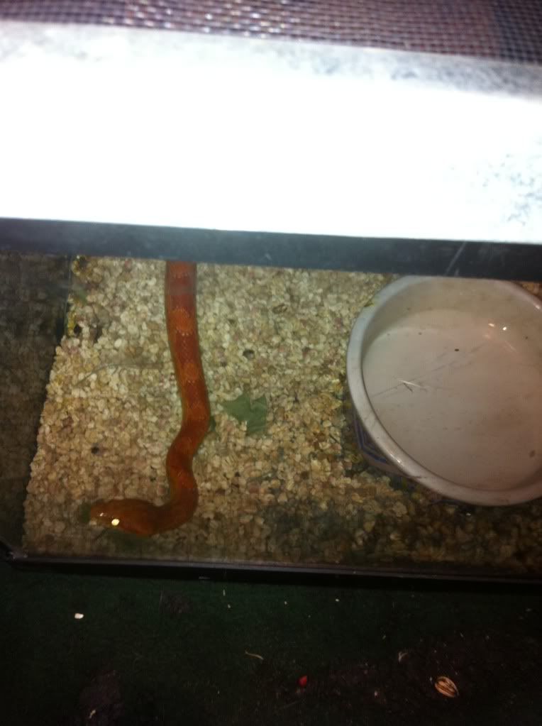 snake1.jpg
