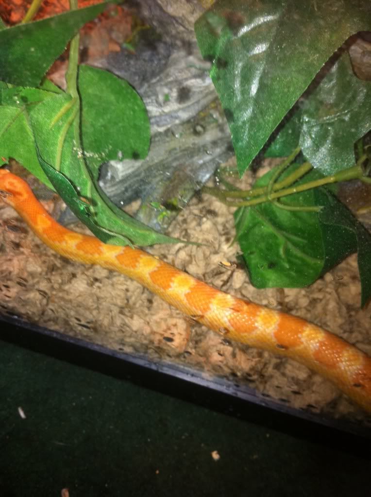 snake3.jpg