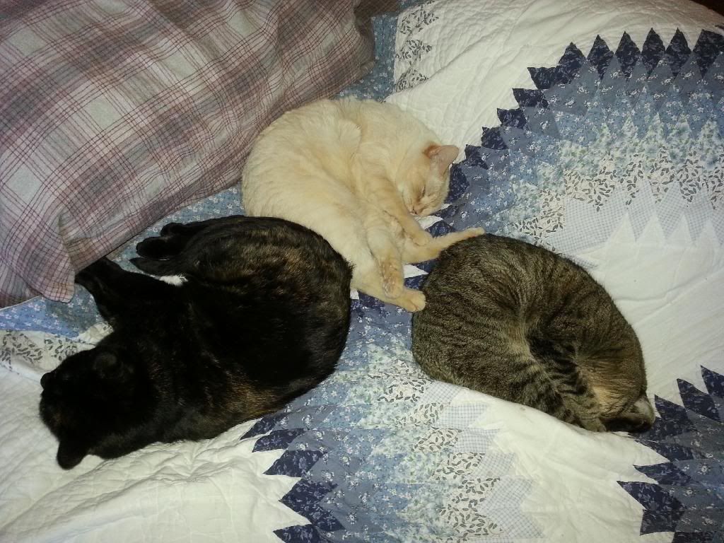 photo 20140121_152157_zpspajdprql.jpg