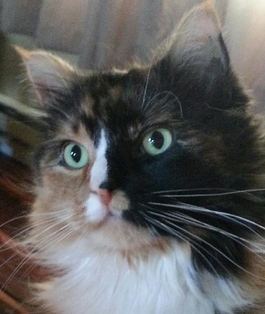 photo 20140121_155057-1-1_zpsc0asbusn.jpg