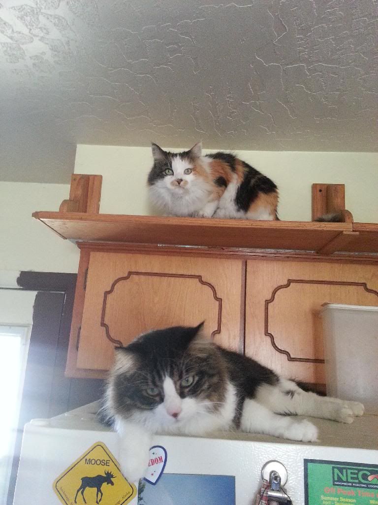  photo 20140217_133347_zpsattmrmgd.jpg