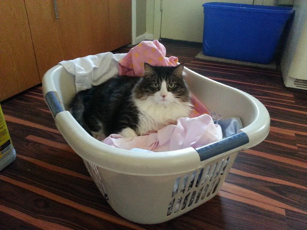 photo 20140308_154851_zpsr8fexf54.jpg