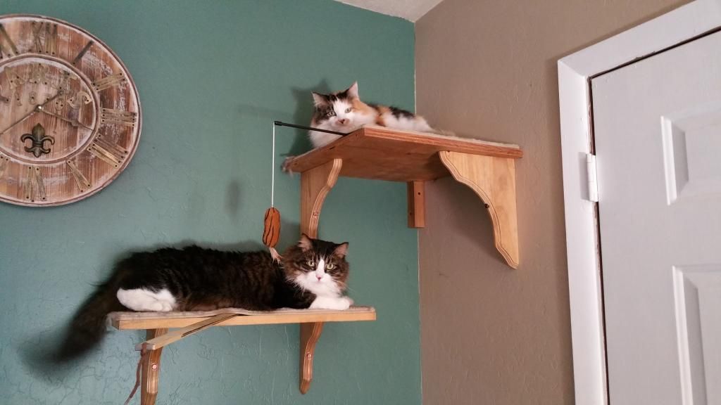  photo 20150207_155546_zps5fddf288.jpg