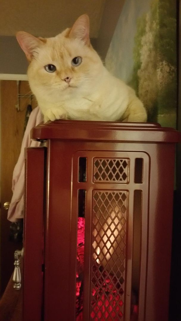  photo 20150218_054330_zpsye8asspm.jpg