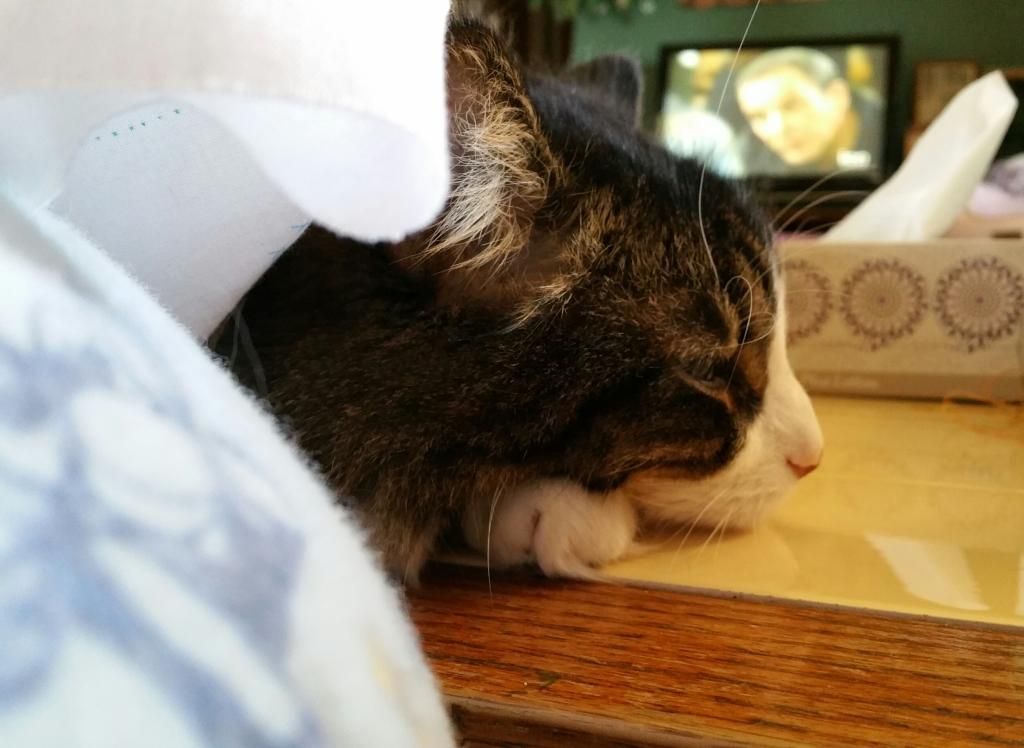  photo 20150228_132204-1_zpskps2o0zp.jpg