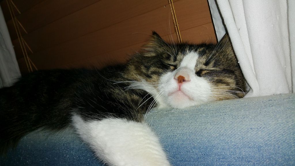  photo 20150322_234905_zpsnbonz6ms.jpg