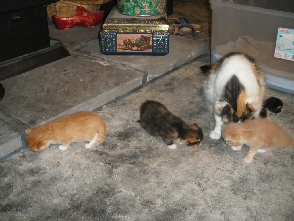  photo IMGP0709_zps81d7b4f0.jpg