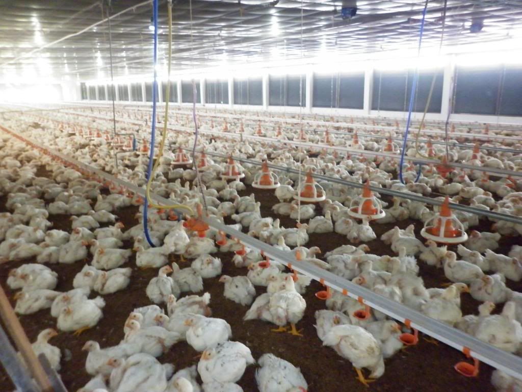 cần mấy bạn trên 5s giúp đỡ (có hậu thuẫn ) - 2