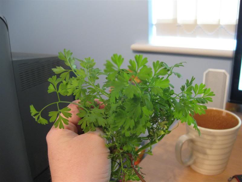 Weed identification Rabbits United