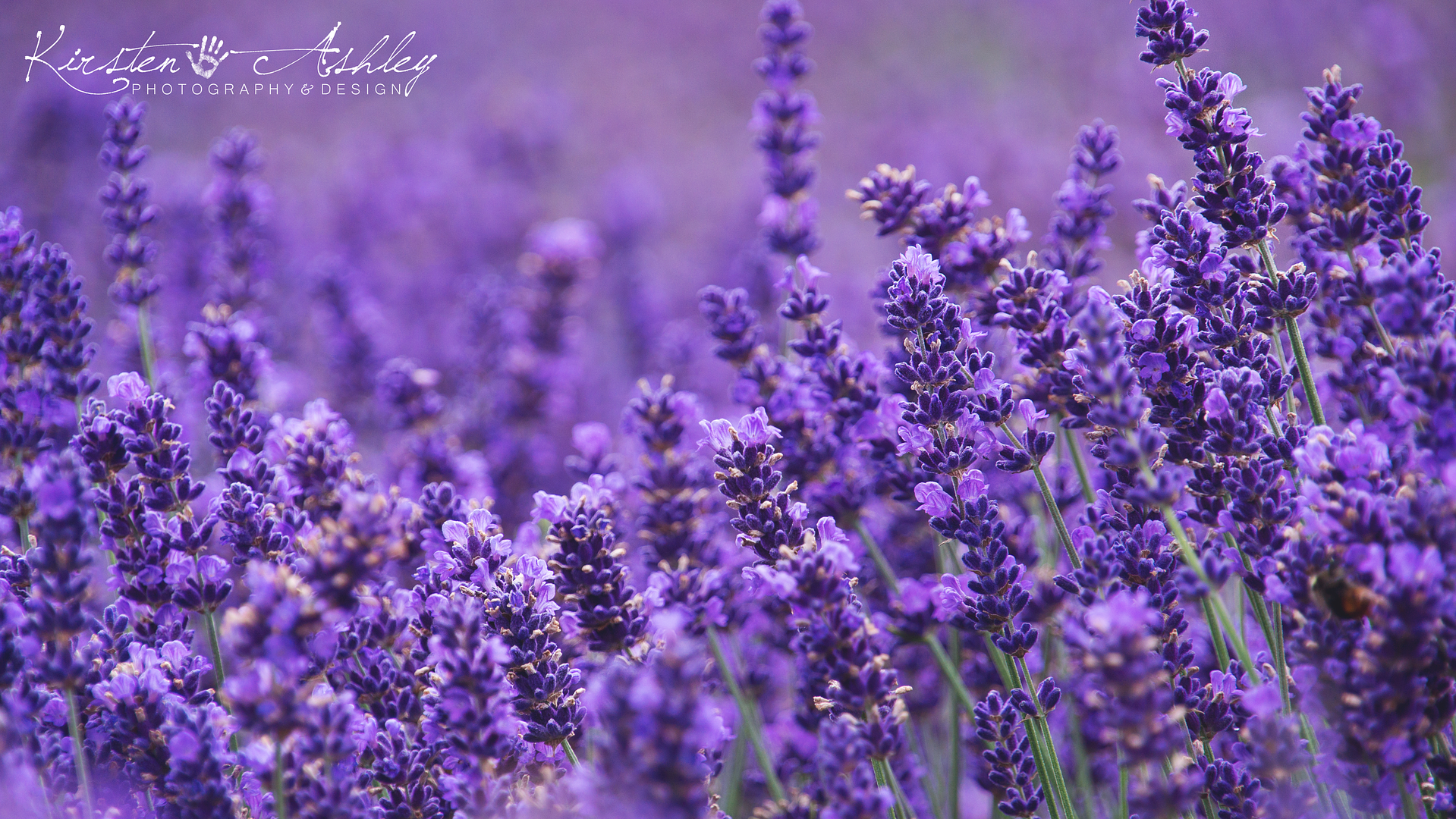 Lavender | Kirsten Ashley Photography & Design