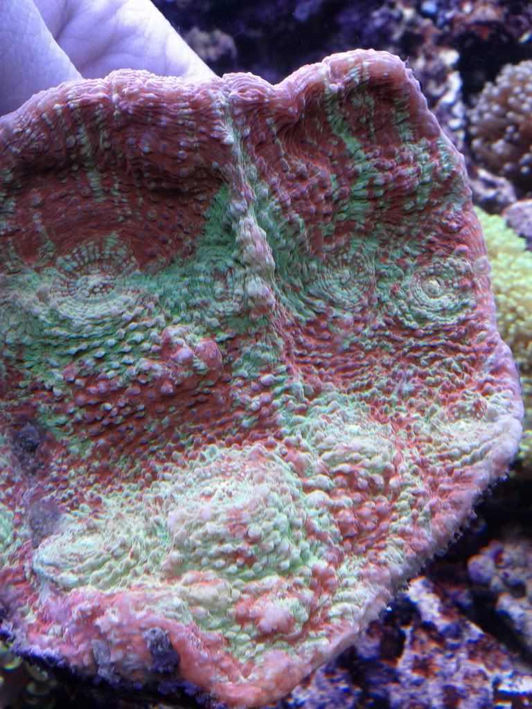 IMG_20131117_120116.jpg