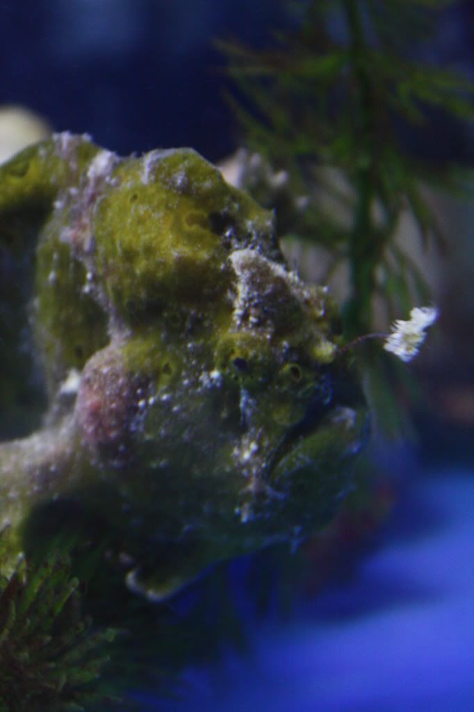 StriatedFrogfish.jpg