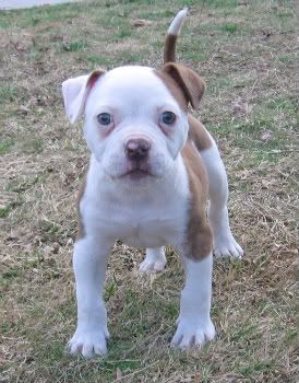 Bulldog And Pitbull