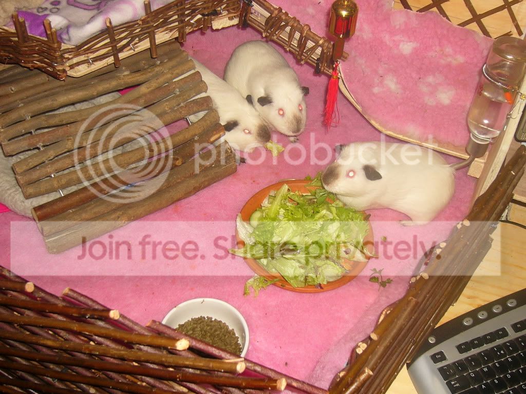FeedingtimeSutherlandZoo001-1.jpg