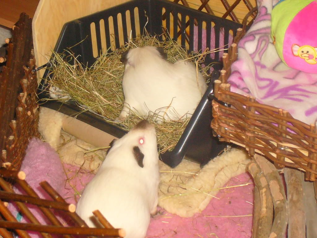 FeedingtimeSutherlandZoo015.jpg