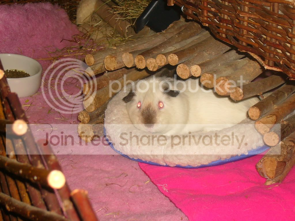 FeedingtimeSutherlandZoo018.jpg