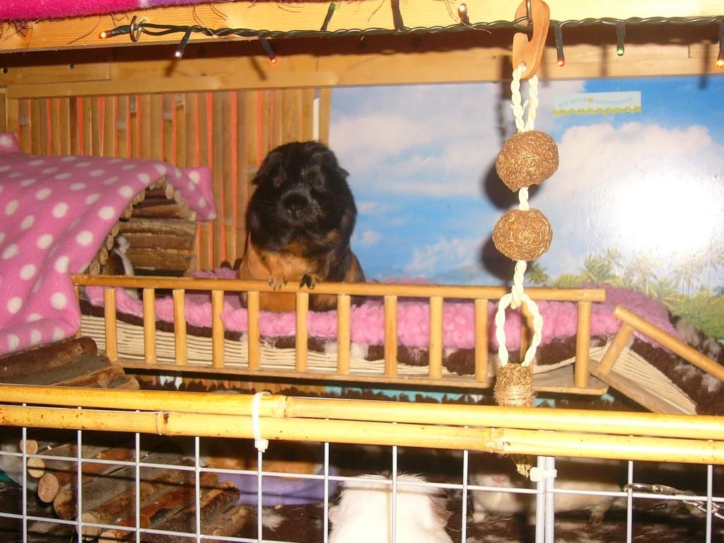 Pheobe001_zps3affef28.jpg