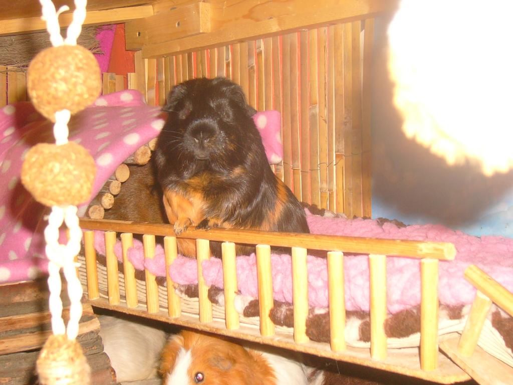 Pheobe003_zps1fd51c25.jpg