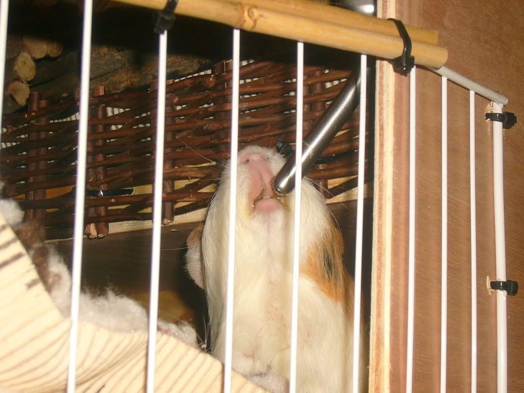 PiggyCloseUps002.jpg