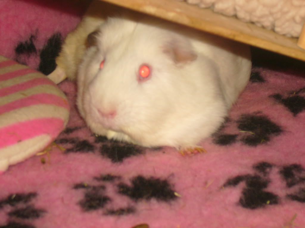 PiggyCloseUps007-1.jpg