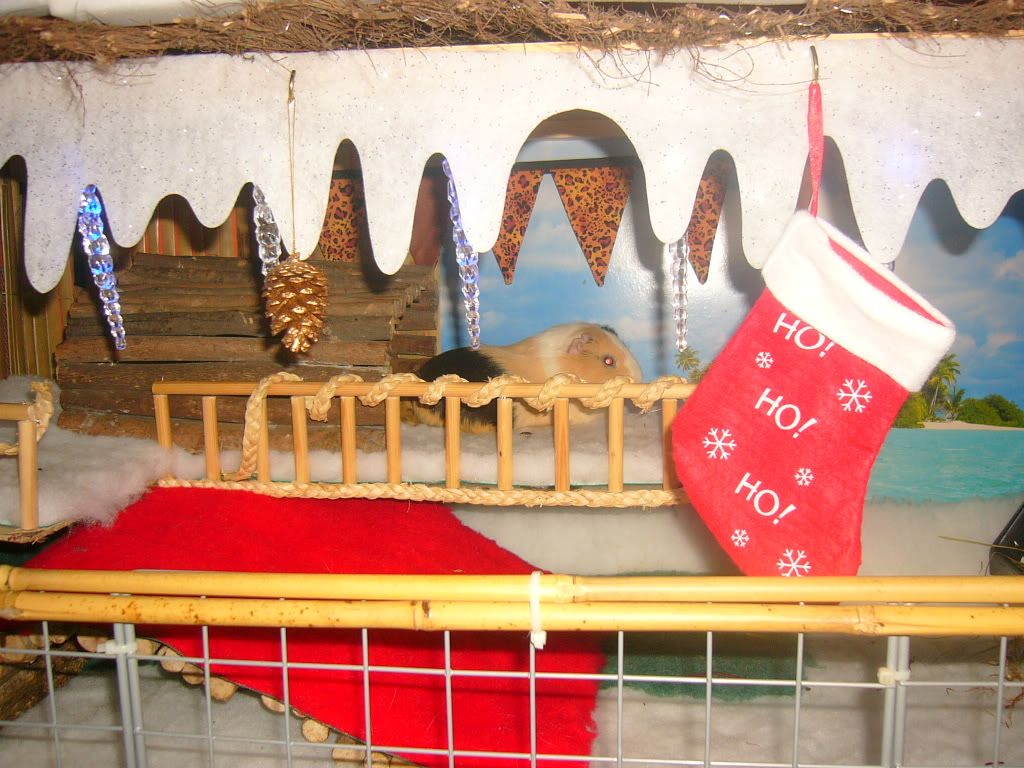 PiggyXmas2011008.jpg