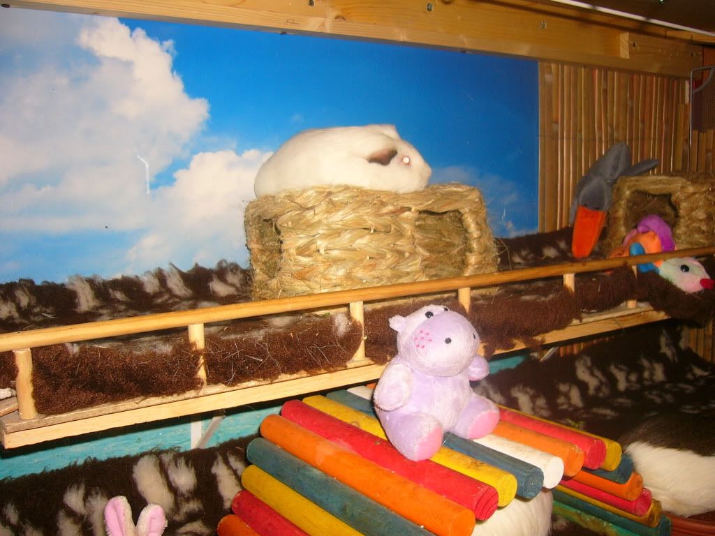 PiggyXmas2011023.jpg