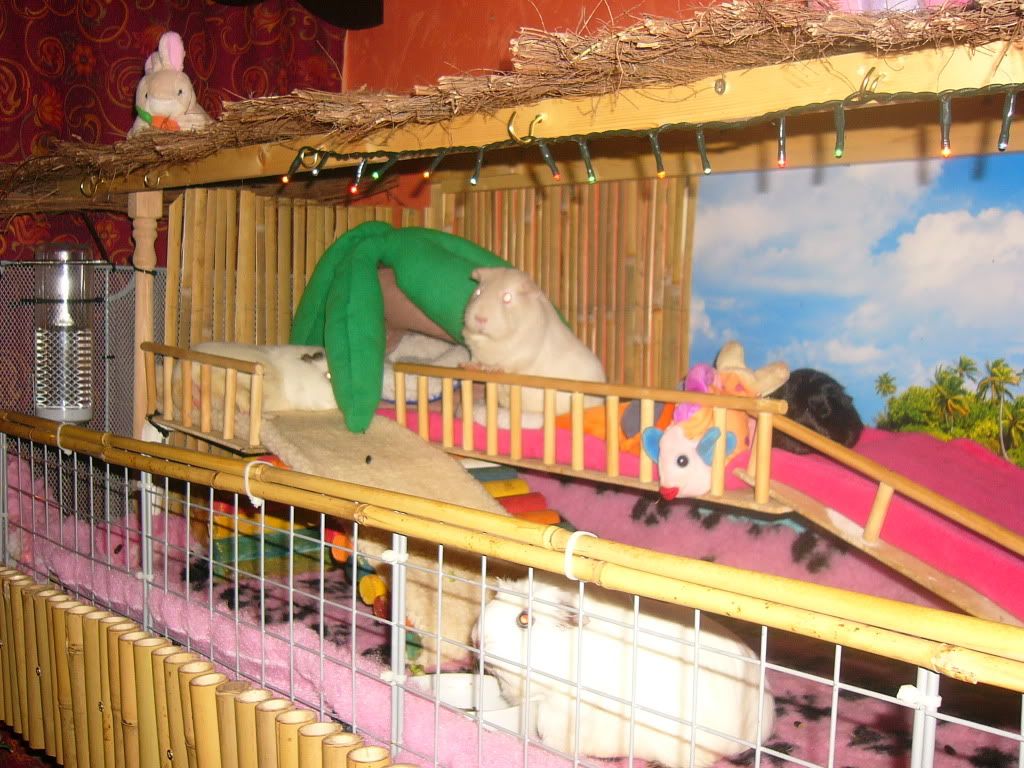 Piggys013.jpg