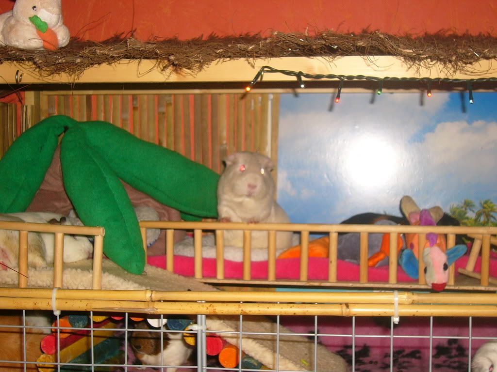 Piggys014.jpg