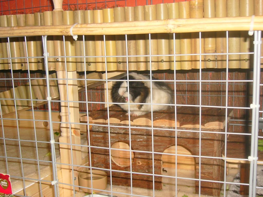 Piggysfirstchristmas012.jpg