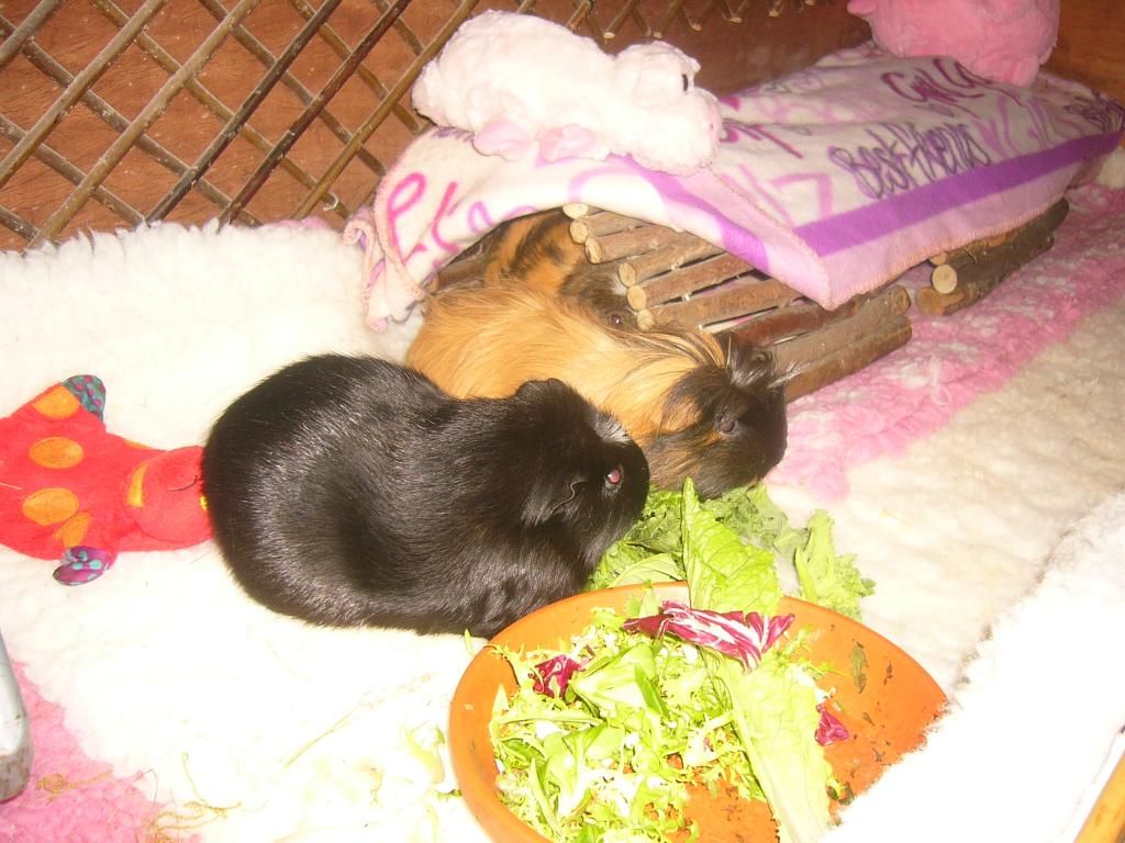 SallyandCo003_zpseb380334.jpg