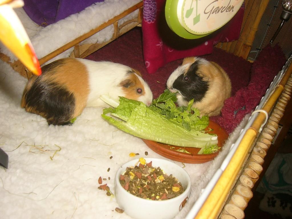 SallyandCo004_zps41589f4a.jpg