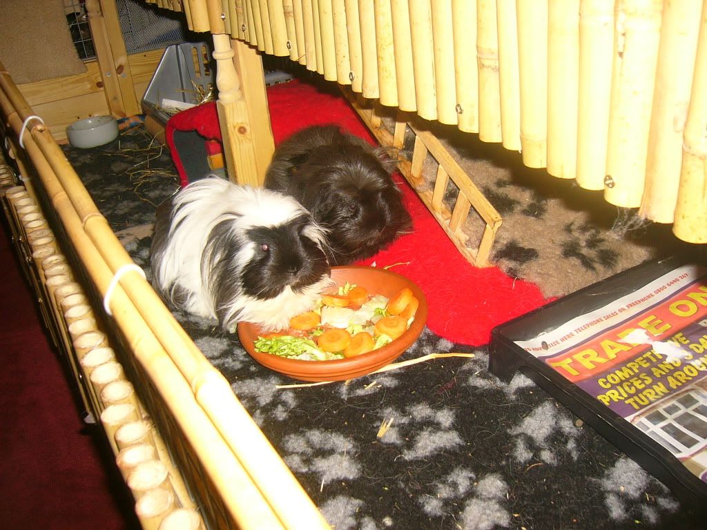 WinnieFrankieBennyPink001.jpg
