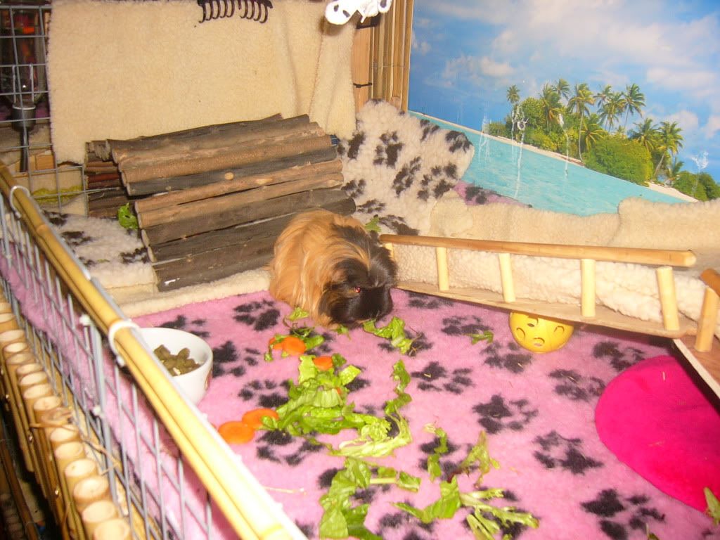 WinnieFrankieBennyPink002.jpg