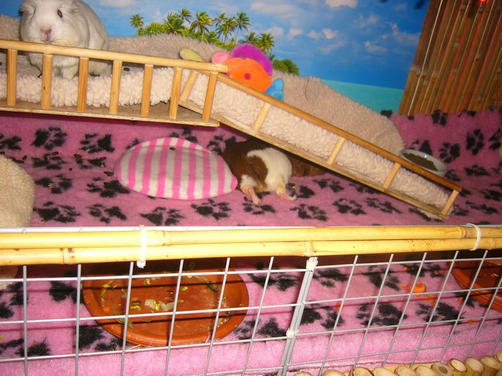 WinnieFrankieBennyPink007.jpg