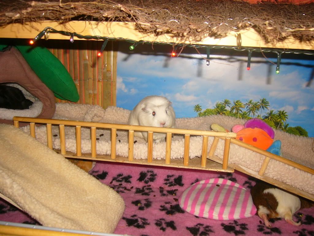 WinnieFrankieBennyPink008.jpg