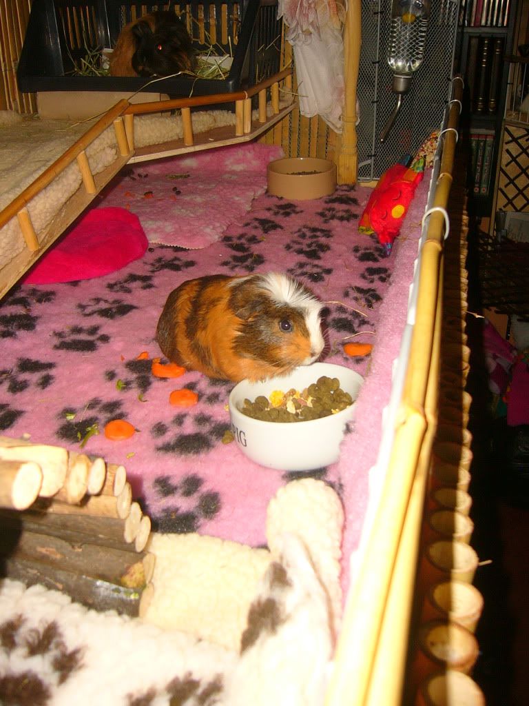 WinnieFrankieBennyPink012.jpg