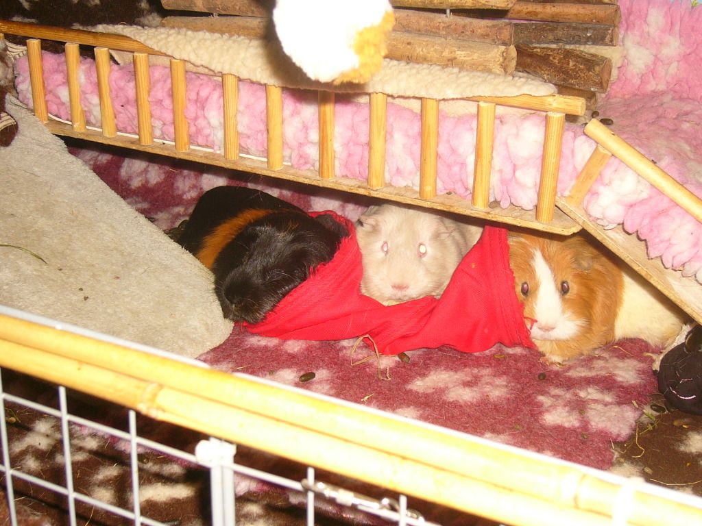 piggesasleep001.jpg