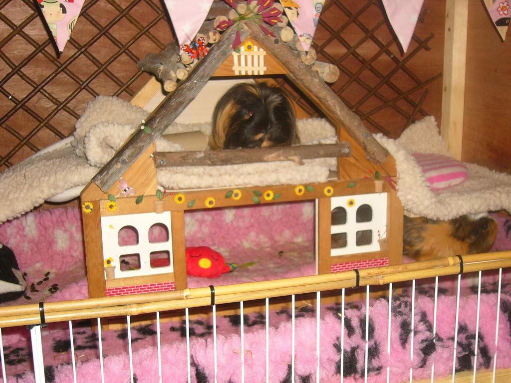 piggysJune2012002.jpg