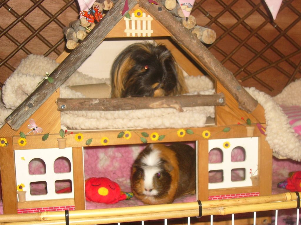 piggysJune2012003.jpg